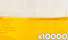 「クロシンP-1900（クチナシ黄色素）」の水溶希釈例（10000倍）