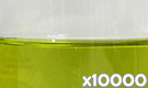 「ハイメロンP-2 （緑色着色料製剤）」の水溶希釈例（10000倍）