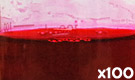 「化粧品用色素 赤色3号 エリスロシン」の水溶希釈例（100倍）