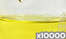 「化粧品用色素 黄色203号 キノリンイエローWS」の水溶希釈例（10000倍）