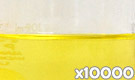 「クロシンG-150（クチナシ黄色素）」の水溶希釈例（10000倍）