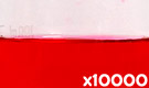 「食用赤色2号 アマランス」の水溶希釈例（10000倍）